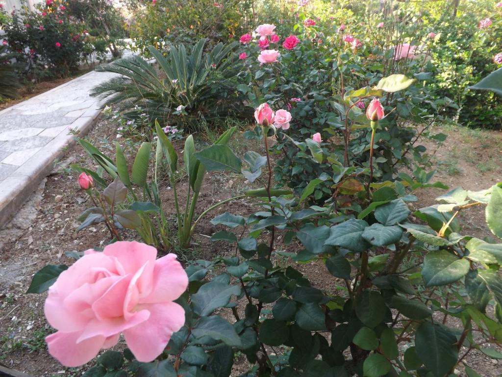 Paradise Bed and Breakfast 2*